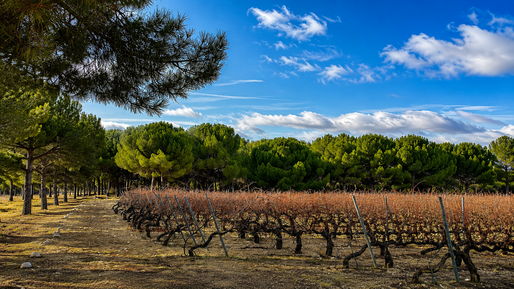 Bodegas Garciarevalo — wijngaard
