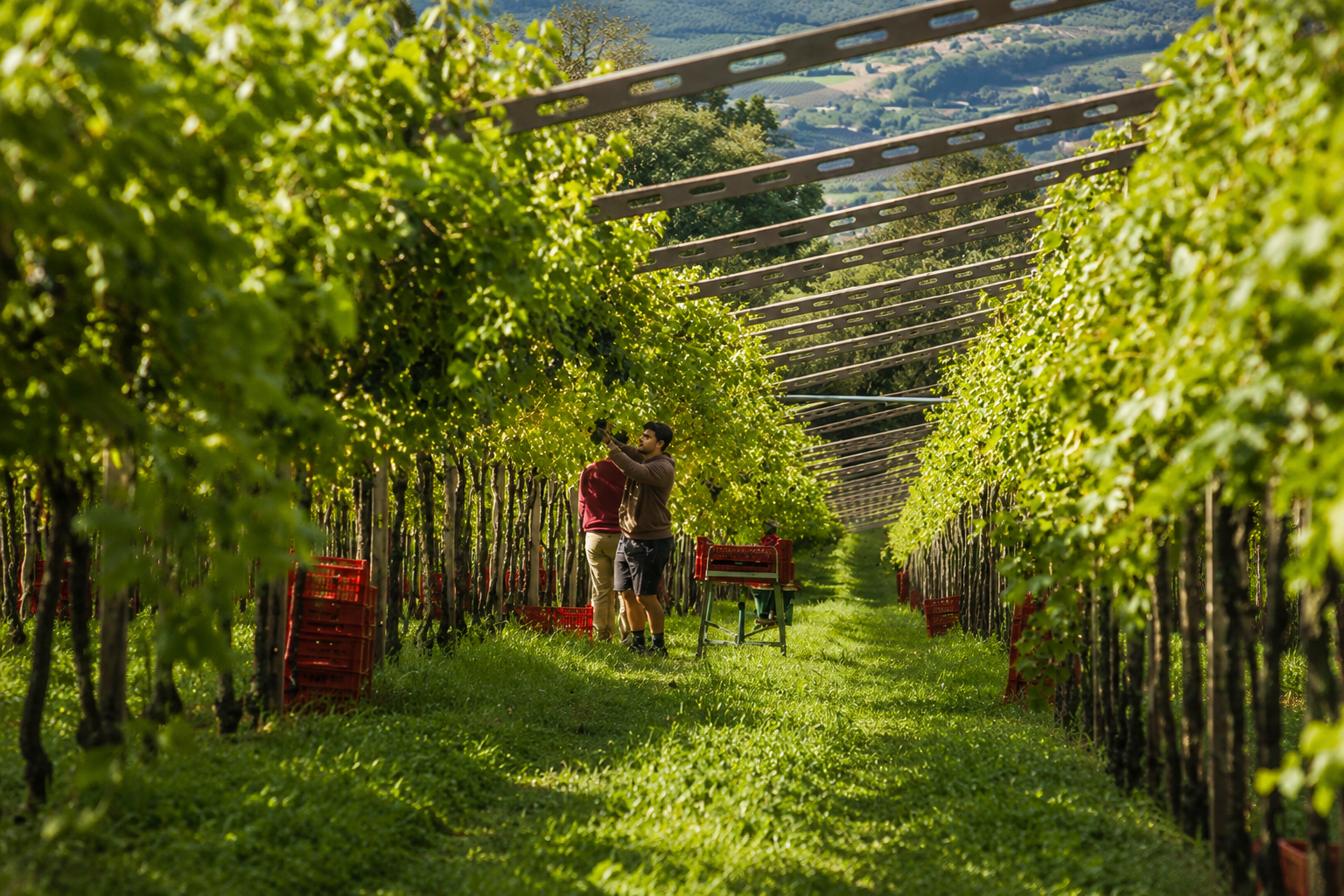 Vigneti Di Ettore Righetti & C