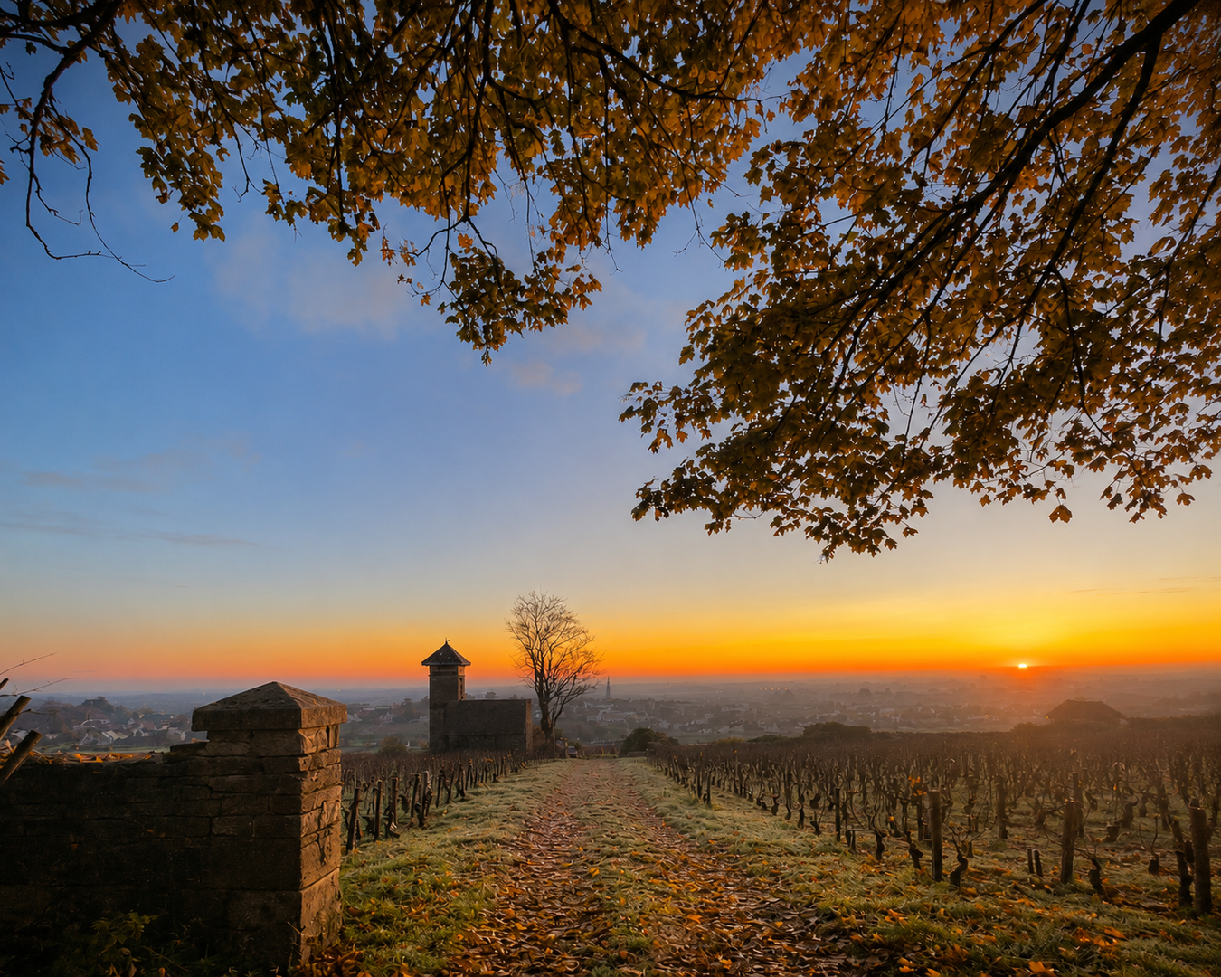 Domaine Ballot Millot — wijngaard
