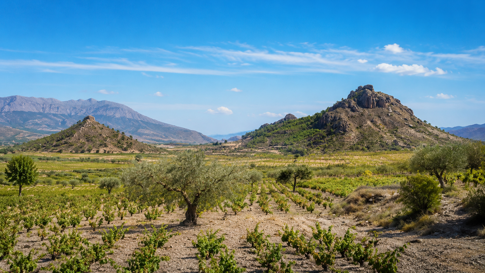 Bodegas Raices Ibericas